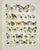 Illustration Adalbert Seitz Butterfly Prints – Pieris - Appias & Pieris - Leucochloe (C. 1909–1915), Set of 2 For Sale - Image 3 of 3