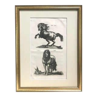 Original Antique Engraving Horses Merian & Jonston Amsterdam 1660 Equestrian Print. For Sale