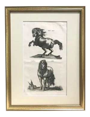 Original Antique Engraving Horses Merian & Jonston Amsterdam 1660 Equestrian Print.