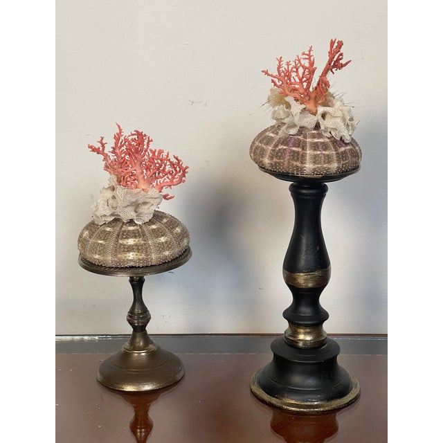 1970s 1970s Pair Ted Mediterranean Coral Branches on Urchins Assemblage For Sale - Image 5 of 7