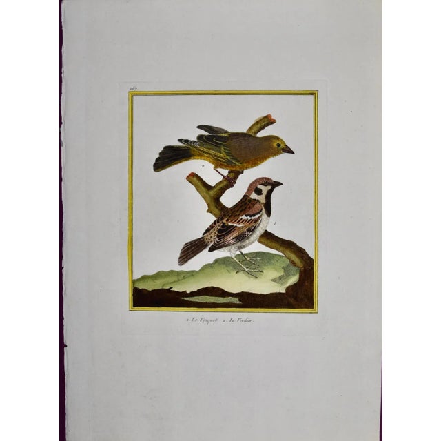 This is a hand-colored engraving of a Greenfinch bird and a tree sparrow ("1, Le Friquet, 2. Le Verdier") by Francois...