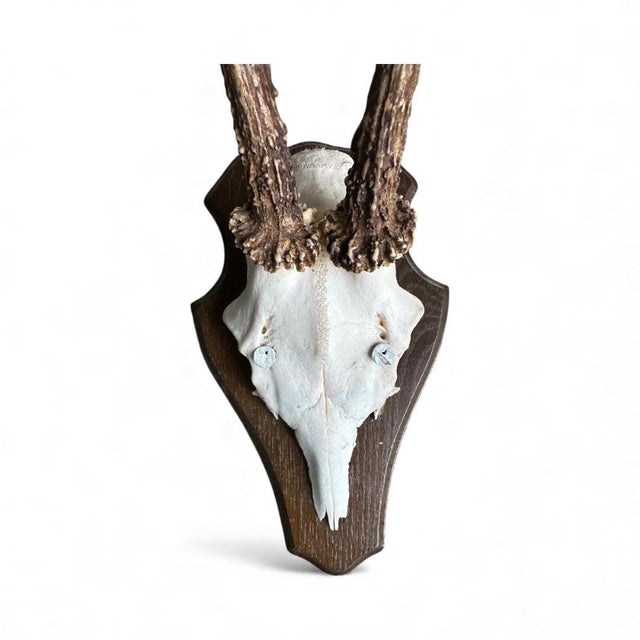 1980s Roe Deer Trophy 22 Black Forest Antlers Mount For Sale - Image 4 of 5