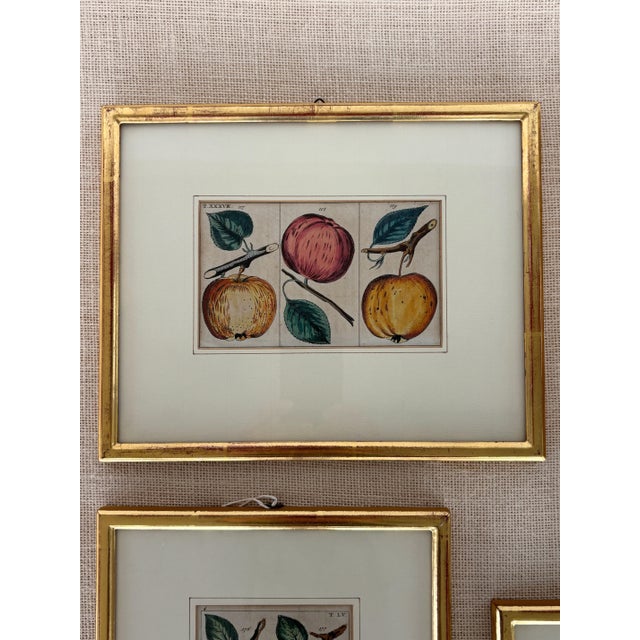 Set of 4, antique, German hand-colored copperplate engravings of various fruits in custom gilt picture frames from...