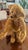 American Teddy Bear Vintage Mohair Handmade Pristine C1980 For Sale - Image 3 of 18