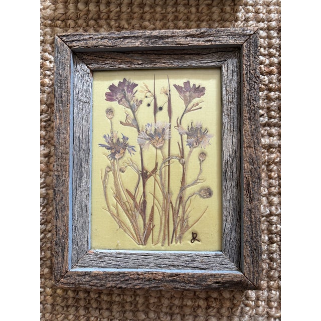Set of Vintage Botanical Pressed American Wildflower Specimens 4 For Sale - Image 4 of 6