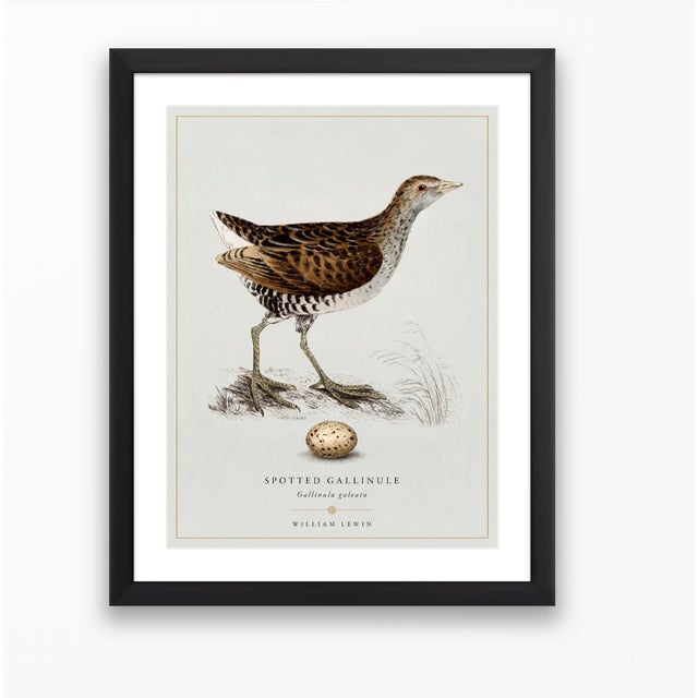 William Lewin 1789 Waterbirds Fine Art Gallery Board Print - The Spotted Gallinule For Sale - Image 12 of 15