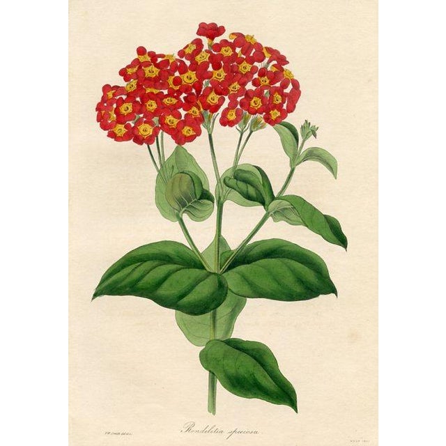 Original early 1800s hand colored botanical print that appeared in the "Magazine of Botany", a British horticultural...