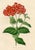 Original early 1800s hand colored botanical print that appeared in the "Magazine of Botany", a British horticultural...