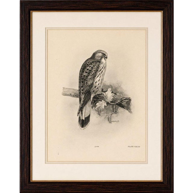 Antique common kestrel bird print by lilian m. Medland, 1908 a finely detailed original antique ornithological plate...