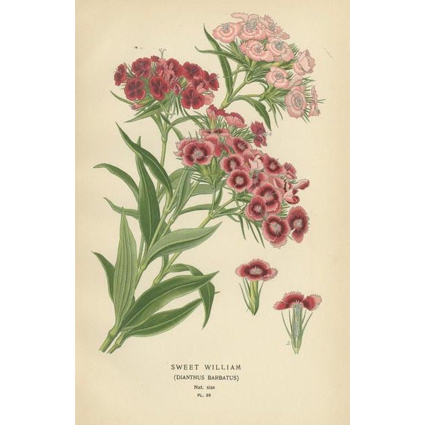 Discover the allure of "Victorian Vivids," a meticulously assembled trio of antique botanical prints from Edward Step's...