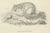 Johann Nußbiegel, Flying Squirrel, 1800, Paper For Sale - Image 5 of 10