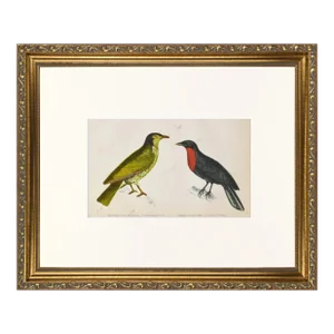 19th Century English Hand Colored Bird Engraving by Goldsmith