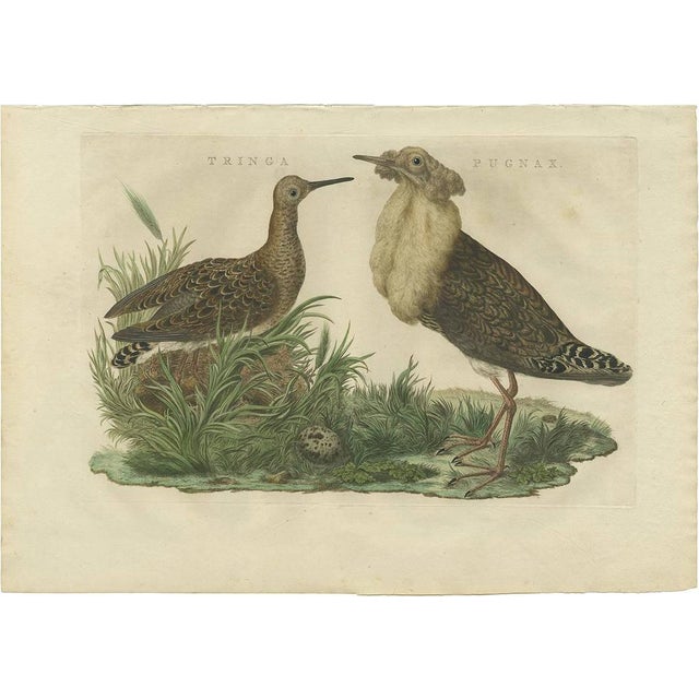 Sepp & Nozeman, Illustration of the Ruff Bird, 1770, Print For Sale