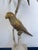 Vintage Hollywood Regency Palm Tree Parrot Table Lamp For Sale - Image 4 of 12