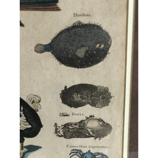 Cream Pair 19th C Hand Colored Engravings of Extinct Species For Sale - Image 8 of 15