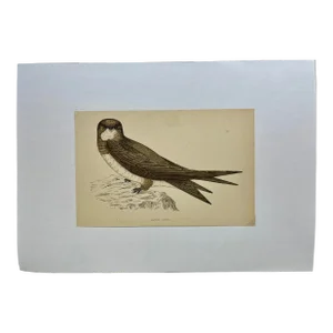 Antique Bird Print From England Showcasing a Majestic Brown Alpine Swift - Circa 1880