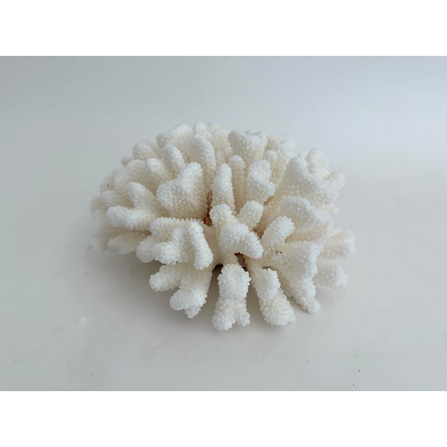 Chinoiserie Natural White Cluster Coral Specimen Coastal Decor For Sale - Image 3 of 8