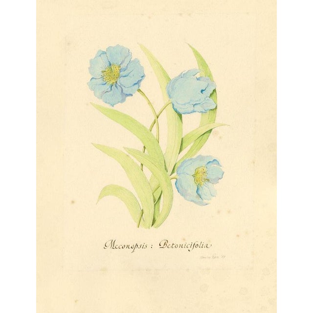 Stanley Reece, Himalayan Blue Poppy Flower, 1989, Watercolour For Sale - Image 4 of 4