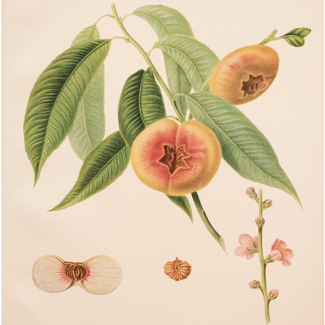 1900 - 1909 1900s U. P. Hedrick, Original Antique Photogravure of Peento Peaches For Sale - Image 5 of 7