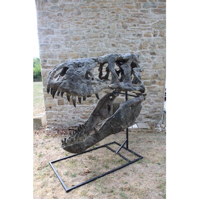 Unknown, Tyrannosaurus Head Fossil for Museum, 1800s, Resin For Sale - Image 3 of 14