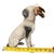 Rare Antique Porcelain Hunting Dog by Ernst Bohne & Söhne of Germany, Circa 1900–1919 For Sale In Boston - Image 6 of 11