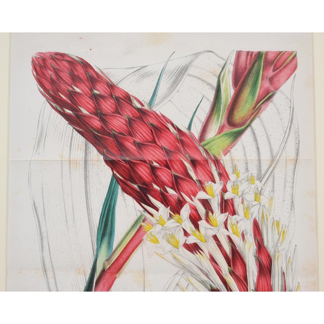 Early 20th Century Set of Nine Botanical Lithograph Prints After Louis Van Houtte For Sale - Image 5 of 18