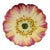 Majolica Pink Flower Plate, Delphin Massier, Circa 1890 For Sale