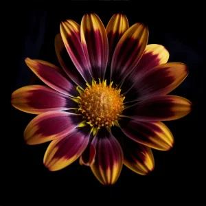 "A Botanical 4" Original Still Life Botanical Photograph by Michael Filonow