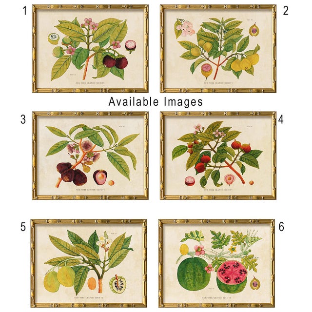 Reproduction Giclee Print of Vintage Fruit & Flowers (5) Art Print, Framed For Sale In New York - Image 6 of 6