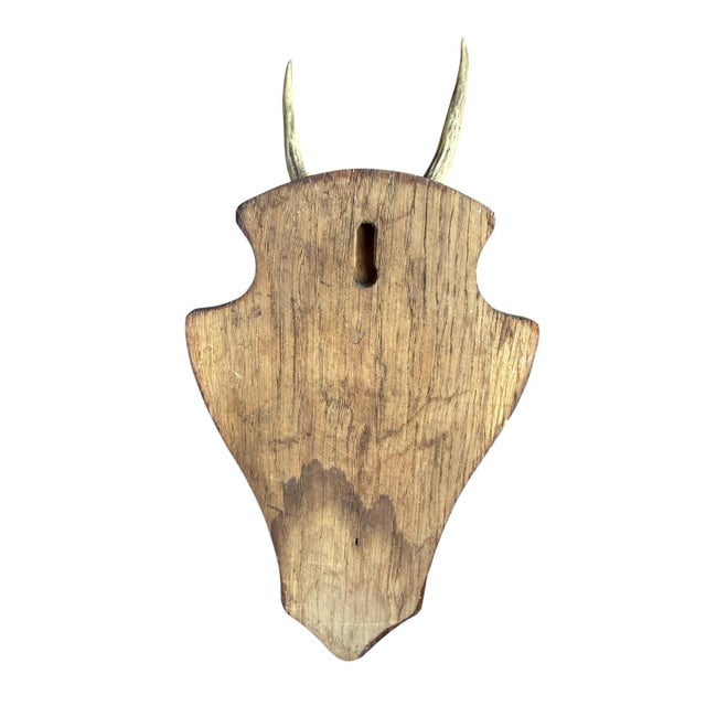 1930s Roe Deer Trophy 144, Black Forest Antlers For Sale - Image 4 of 5