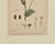 Traditional 19th Century Cottage Botanical Print of Scentless Mayweed For Sale - Image 3 of 4