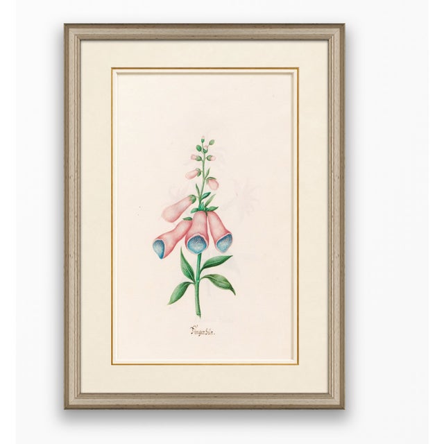 Atelier Aria Lumae Magdalena Rosina Funck Style Botanical Miniature Passe Partout Prints Complete 30 Piece Set A4 For Sale In San Antonio - Image 6 of 18