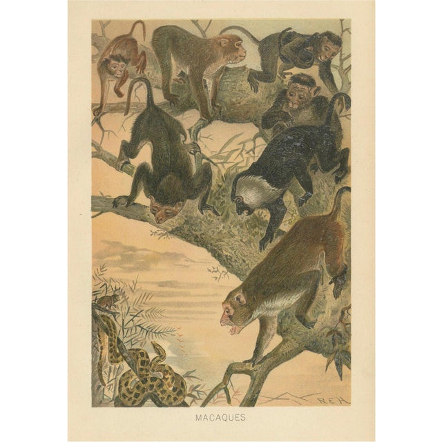 After Wilhelm Kuhnert, Macaques, 1894, Paper For Sale