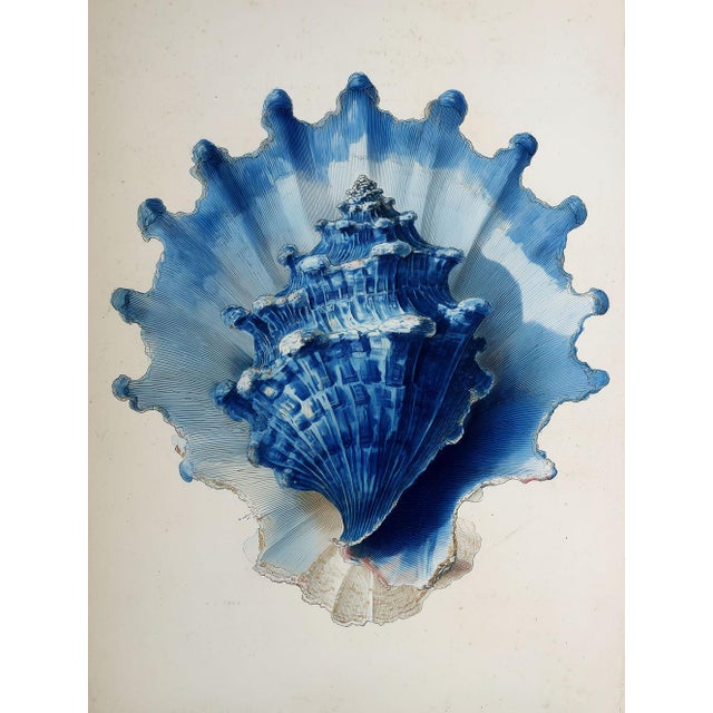 Set of 8 – Blue and White Conch Shells Collection | Coastal Natural History Fine Art Prints For Sale - Image 17 of 18