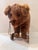 This charming vintage plush bear pull toy combines nostalgic craftsmanship with playful functionality. The bear is covered...