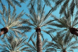 Example of New & Custom Phoenix