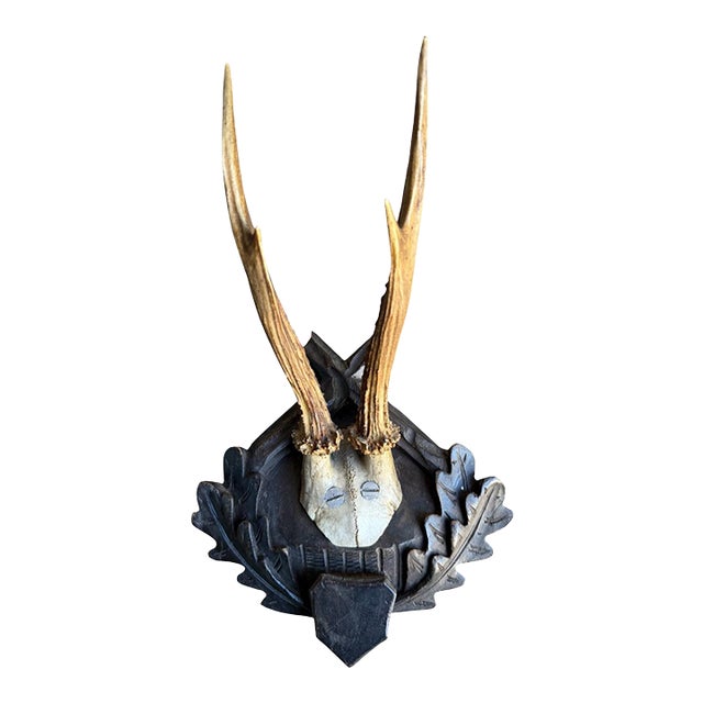 Roe Deer Trophy 177 Black Forest Antlers Mount For Sale