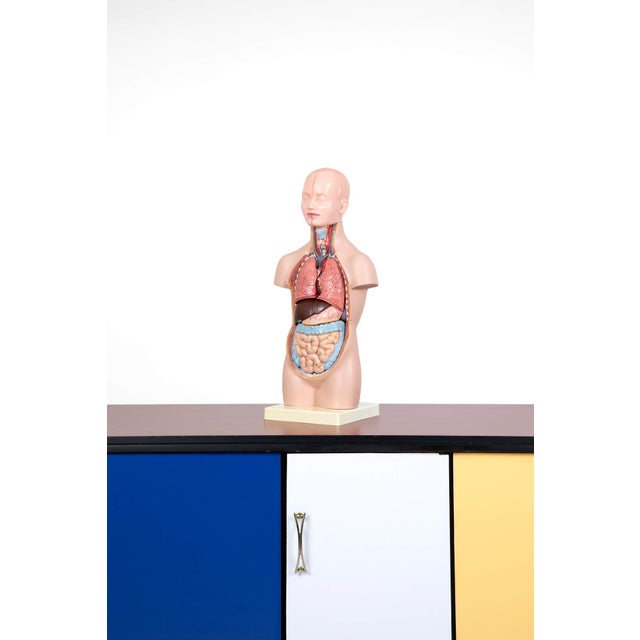 Vintage Anatomical Model, Germany, 1950s For Sale - Image 6 of 9