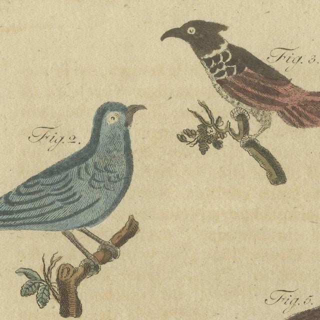 Beige Bertuch, Eight Cuckoos from Around the World, 1805, Print For Sale - Image 8 of 12