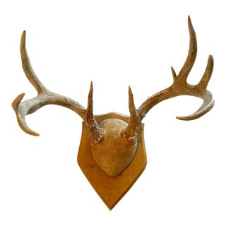 Mule Deer Mounted Antlers For Sale