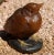 Brown Amalric Walter Henri Berge Pate De Verre Brown Bird Paperweight For Sale - Image 8 of 10