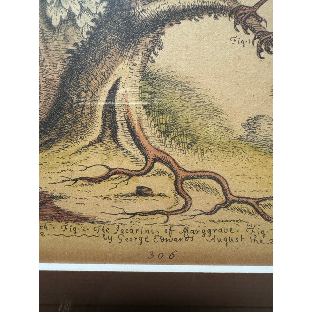 Illustration Original George Edwards Bird Print, Malacca Gros-Beack & Jacarini of Marggrave; Cooper Plate, Etching and Engraving, Hand Colored For Sale - Image 3 of 12