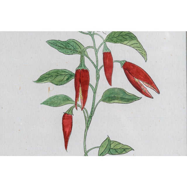 Antique Trio of Framed Double-Print Renaissance Botanical Wall Art For Sale - Image 13 of 18