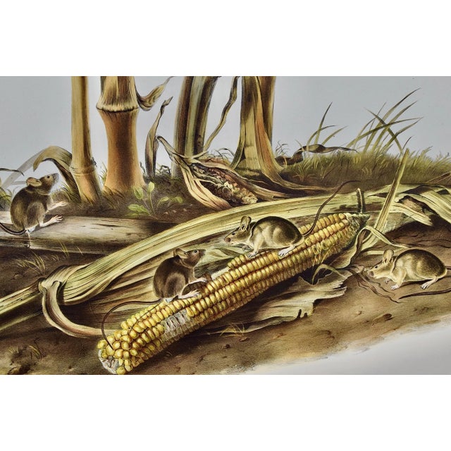 Realism Audubon "Little Harvest Mouse": A Framed Original Audubon Hand-Colored Folio Lithograph, 1845 For Sale - Image 3 of 8
