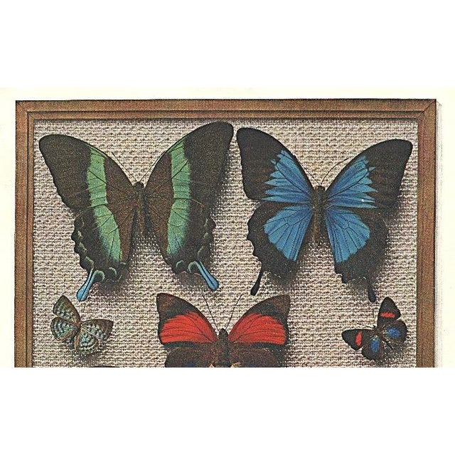 1934 Set of 2 Vintage French Butterfly Prints, Matted For Sale - Image 4 of 7