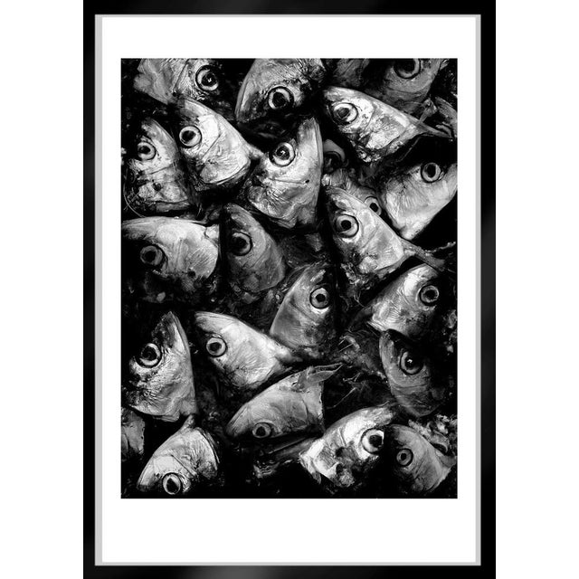 Ian Sanderson, Sardines, Photographic Fine Art Print, 1993 For Sale - Image 4 of 5