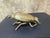 A beetle cast in solid brass, with a ribbed wing cover, a segmented thorax plate, a detailed head with eye and antennae,...