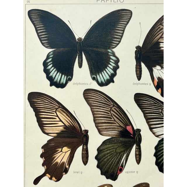 1900 - 1909 Antique Original Color Lithograph of Butterflies Swallowtail by Seitz 1911 For Sale - Image 5 of 8