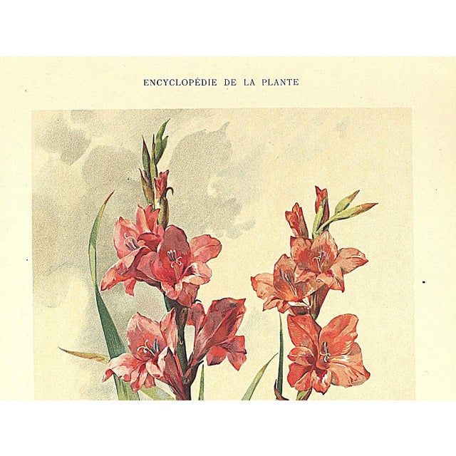 This is one of a small grouping of RARE antique 1903 French botanicals that we recently purchased. It showcases one of the...