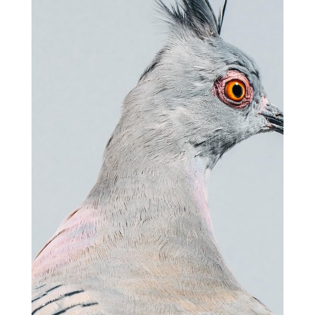 Contemporary Limited Edition Print of Crested Pigeon II For Sale - Image 4 of 4